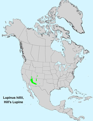 North America species range map for Hill's Lupine Lupinus hillii: